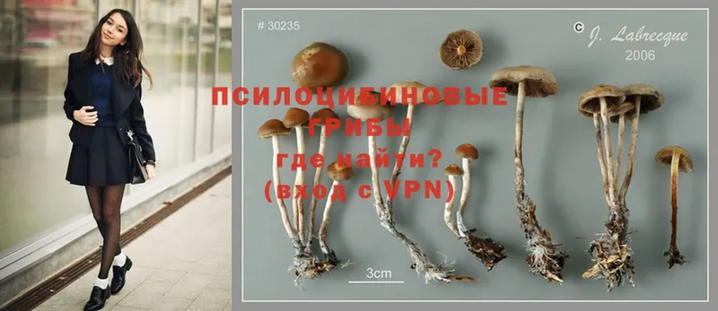 купить наркотик  Реутов  ОМГ ОМГ ссылка  Псилоцибиновые грибы Cubensis 